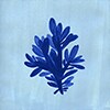 Blue Coral